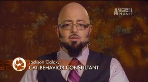 Konzultant kočičího chování