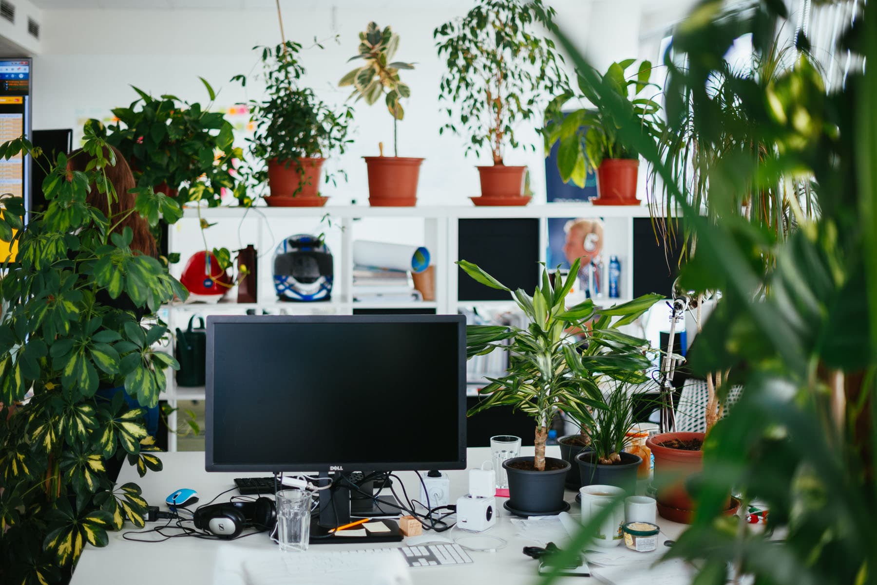 Květiny v kanceláři