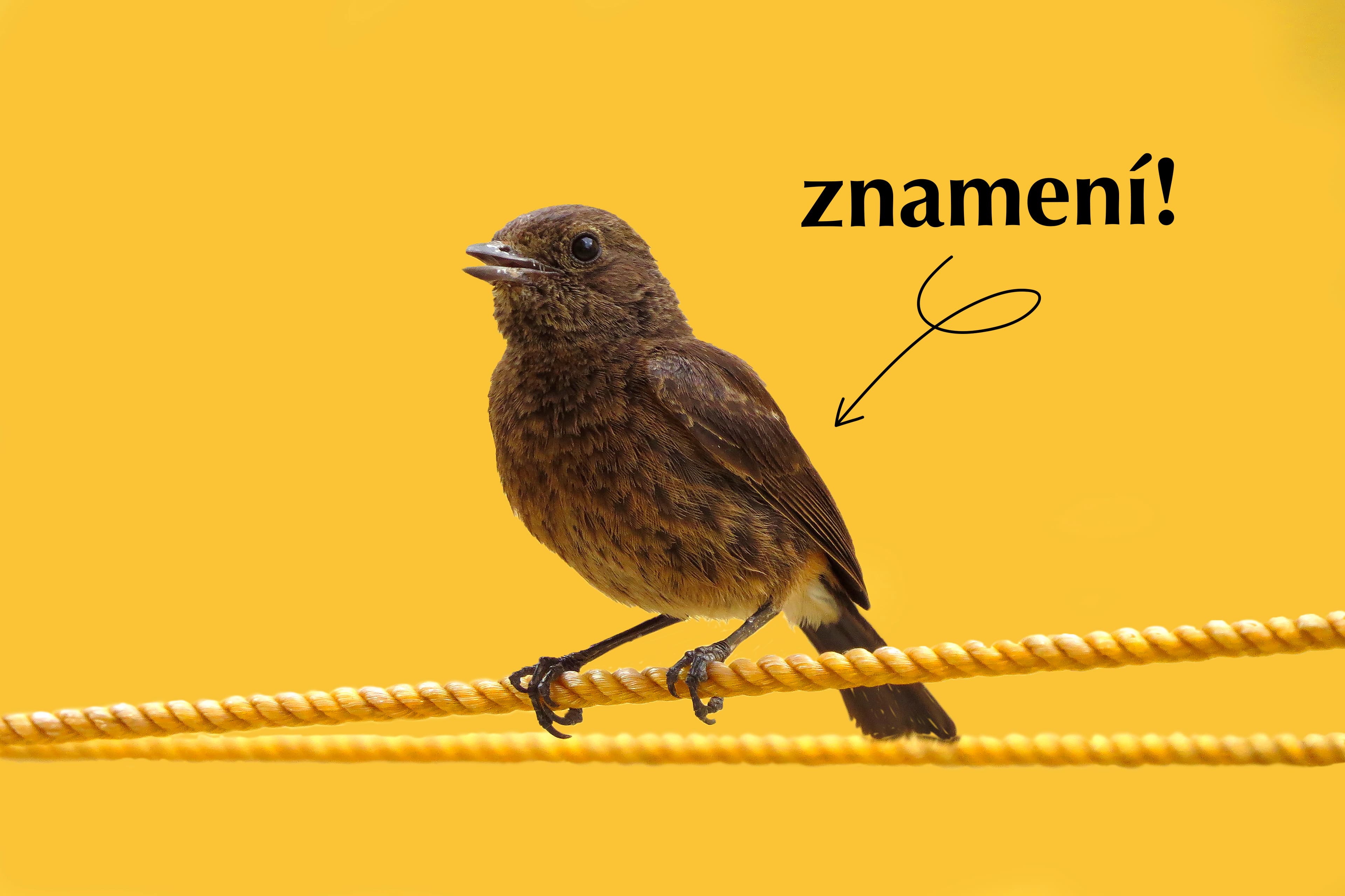 Znamení ke změně práce