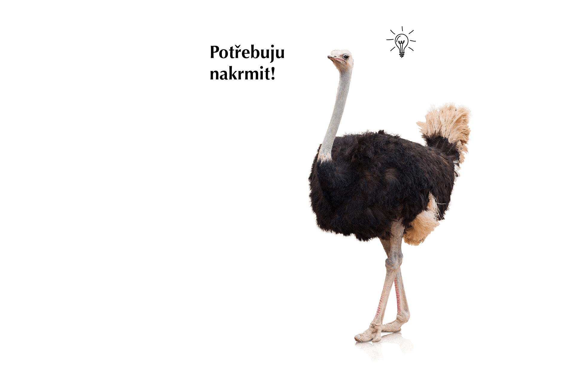 Profese pštrosí chůva