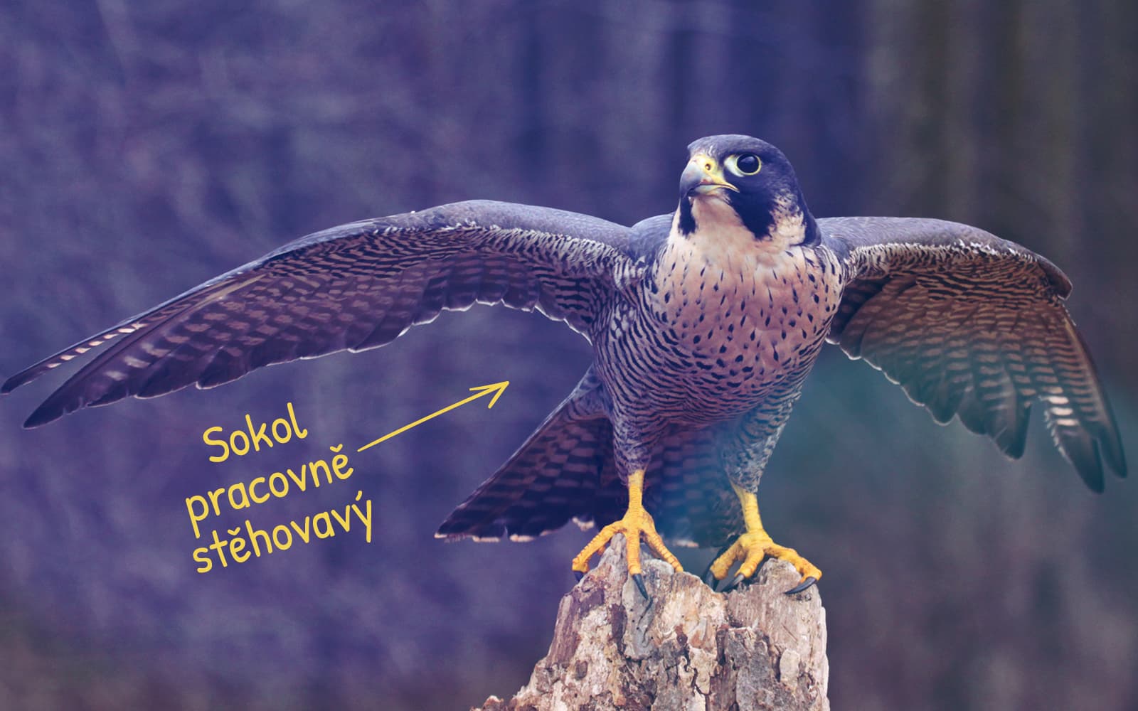 Proč lidé mění práci