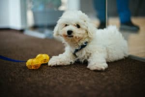 Chlupaty spolupracovník